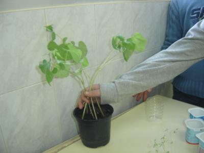 Las plantas de clase