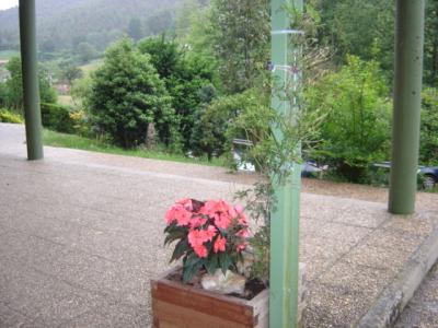 Plantas en el exterior