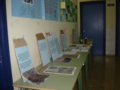 XIV JORNADAS MICOLÓGICAS