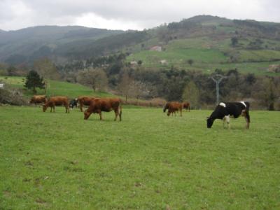 Solamaza
