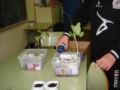 Nuestras plantas crecen