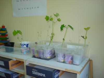 Las plantas gigantes